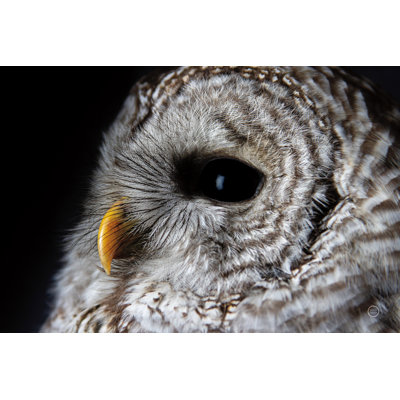 Barred Owl Portrait 1 Piece Wrapped Canvas Wall Art