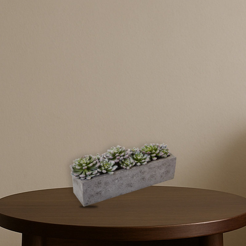 Succulent Garden with Textured Concrete Planter