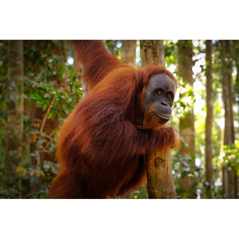 Orang-outan posant par Rita Enes - Photographie sur toile tendue, H 20 po x l 30 po