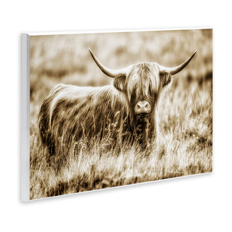 «Vintage Cow in Pasture Animal Photo», impression sur toile, H 12 po x l 18 po
