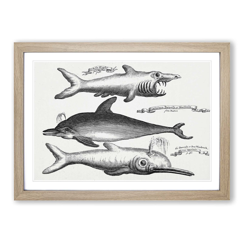 Shark and Dolphins by Thomas Astley - Picture Frame Drawing Print on MDF, 27cm H x 36cm W x 2cm D, Oak Framed