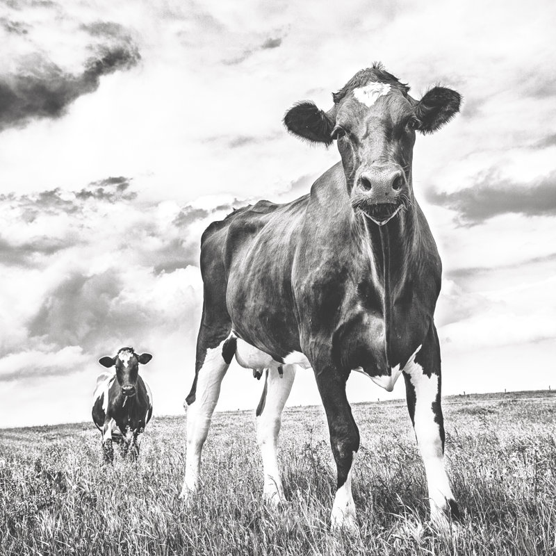 Waiting BW Light Crop by Aledanda - Wrapped Canvas Print, 91cm H x 91cm W