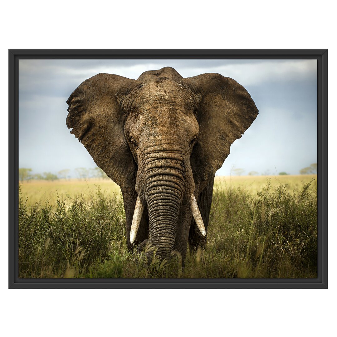 Gerahmtes Wandbild Imposanter Elefant