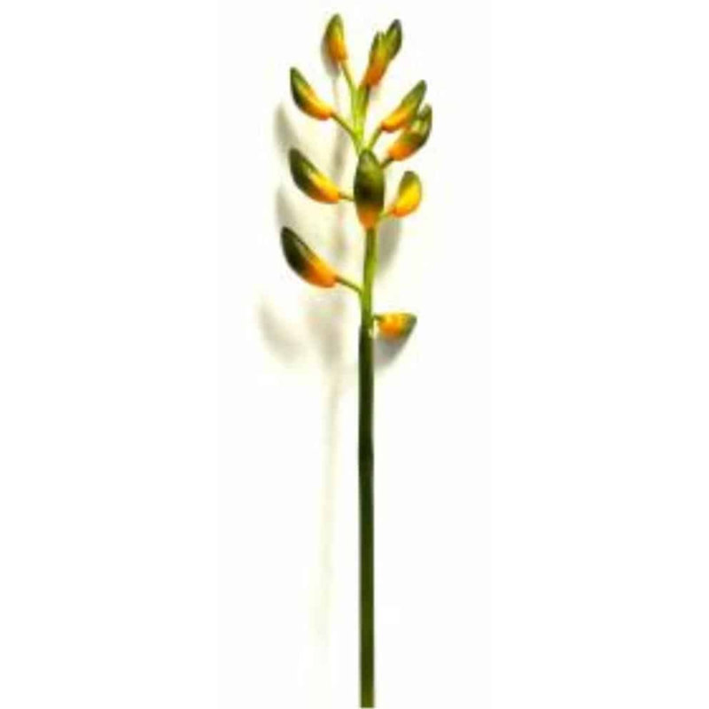 Jet Guzmania