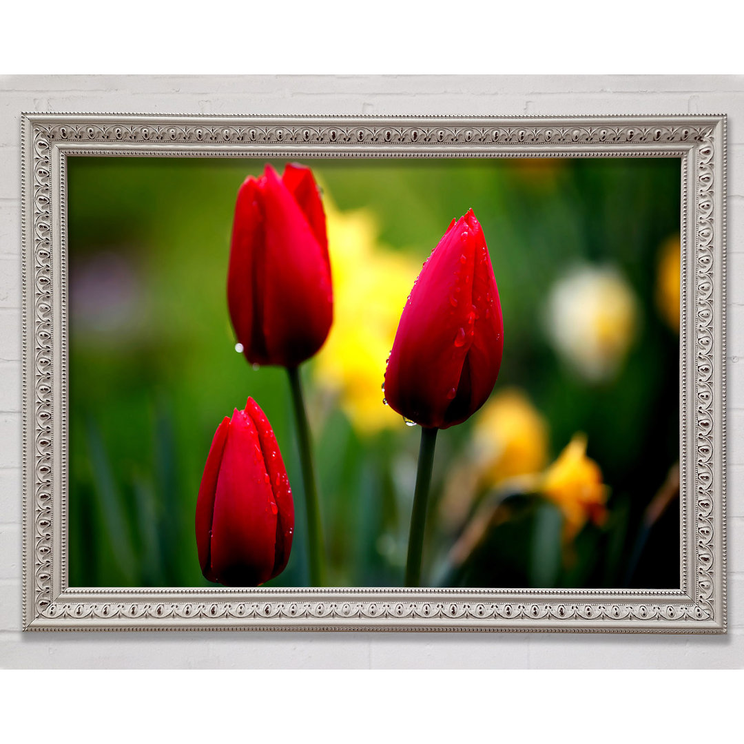 Gerahmtes Wandbild Three Red Tulips