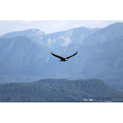 " Eagle " by Listvan