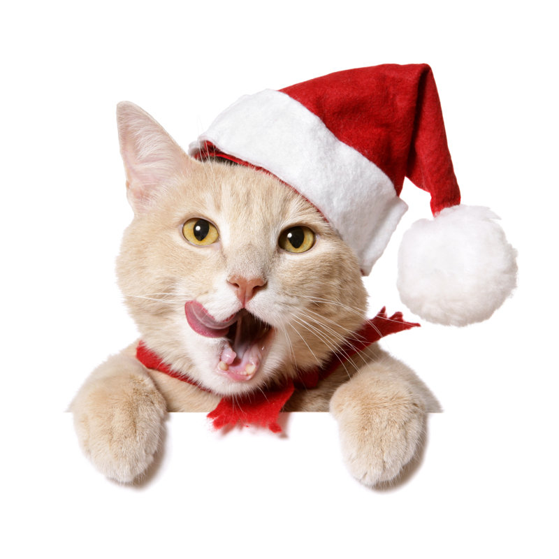 Chat de Noël (signe vierge) par Viorika, H 36 po x l 36 po