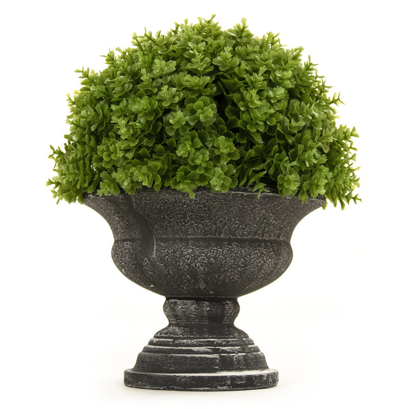 Eucalyptus Plant in Urn
