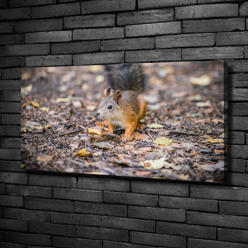 Squirrel - No Frame Print on Canvas
