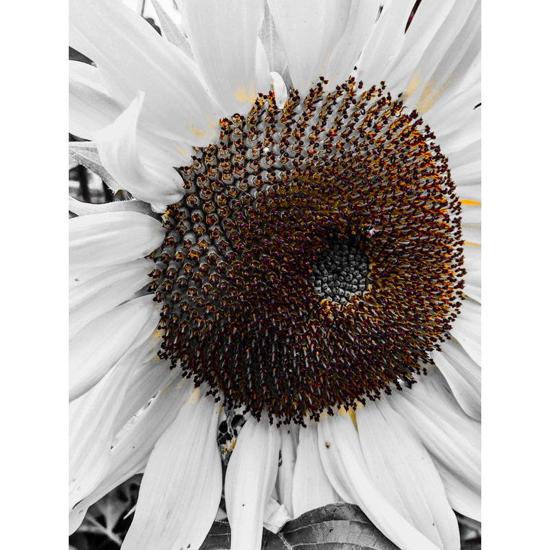 «Sunflower White» par Heidi Bannon - reproduction d'art sur toile tendue, H 16 po x l 12 po