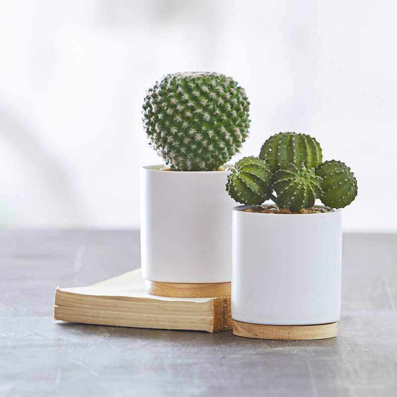 Ensemble de cactus en pot 2 pièces