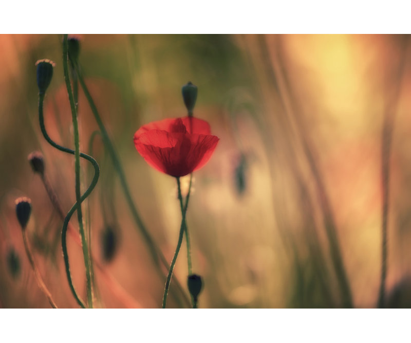 1 Piece Wrapped Canvas Wall Art, 60.96 cm H x 91.44 cm W