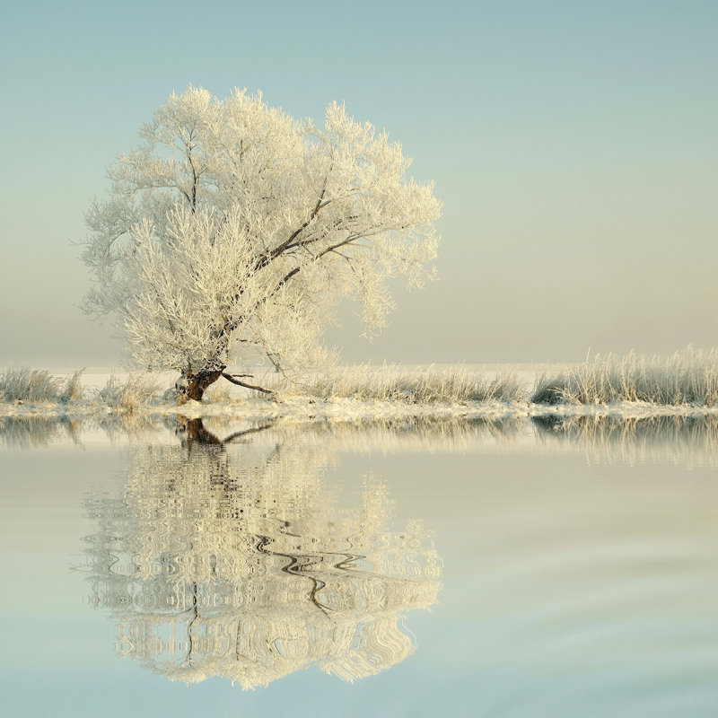 Arbre d'hiver - photographie sur toile tendue, H 12 po x l 12 po