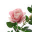 Silk Rose Arrangement-1250838354-1250838355