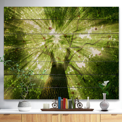 " Sunlight Peeking Through Green Tree "