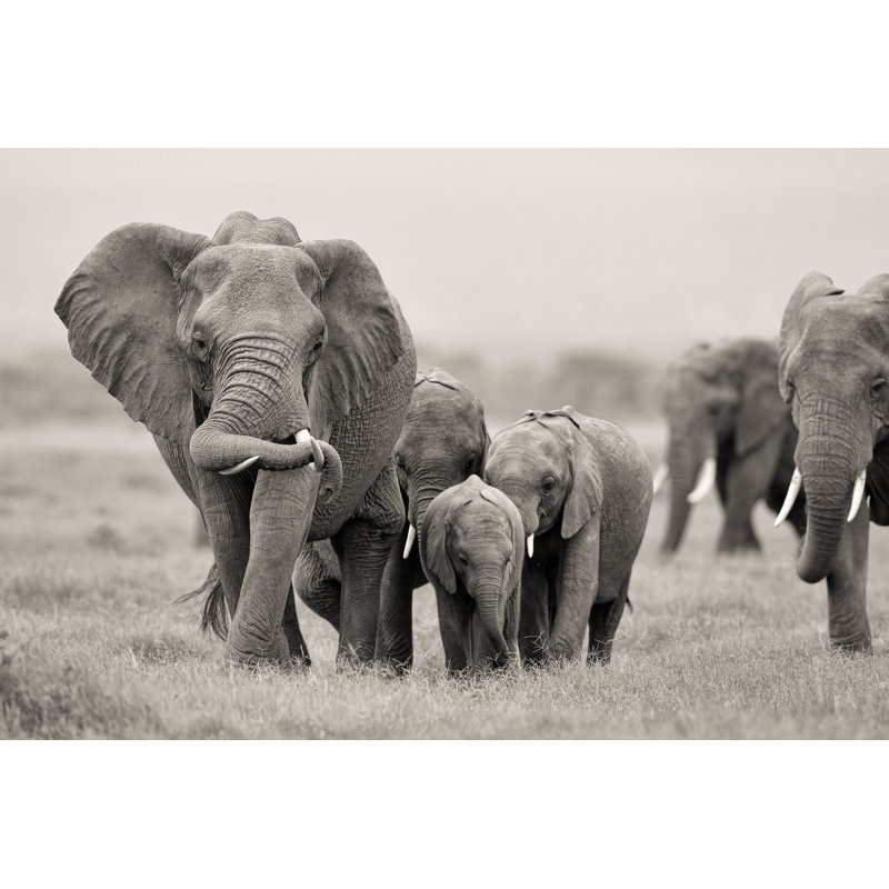 African Elephant With Babies, H 8 po x l 12 po