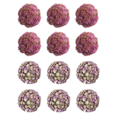 Sedum décoratif