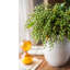 Dilatatum plante en faux linden-1499194275-1499194301