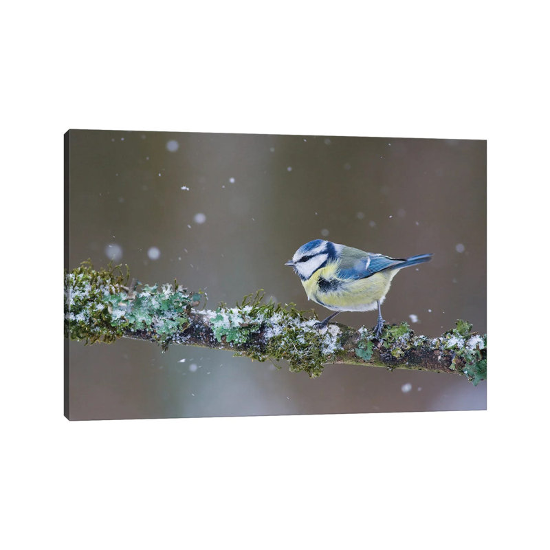 Blue Tit In Winter II by Mateusz Piesiak - Wrapped Canvas Print, 20.32 cm H x 30.48 cm W