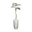 Plante de 79 po