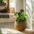 Bessy Indoor Seagrass Planter Pot (Set of 3)-1011679606