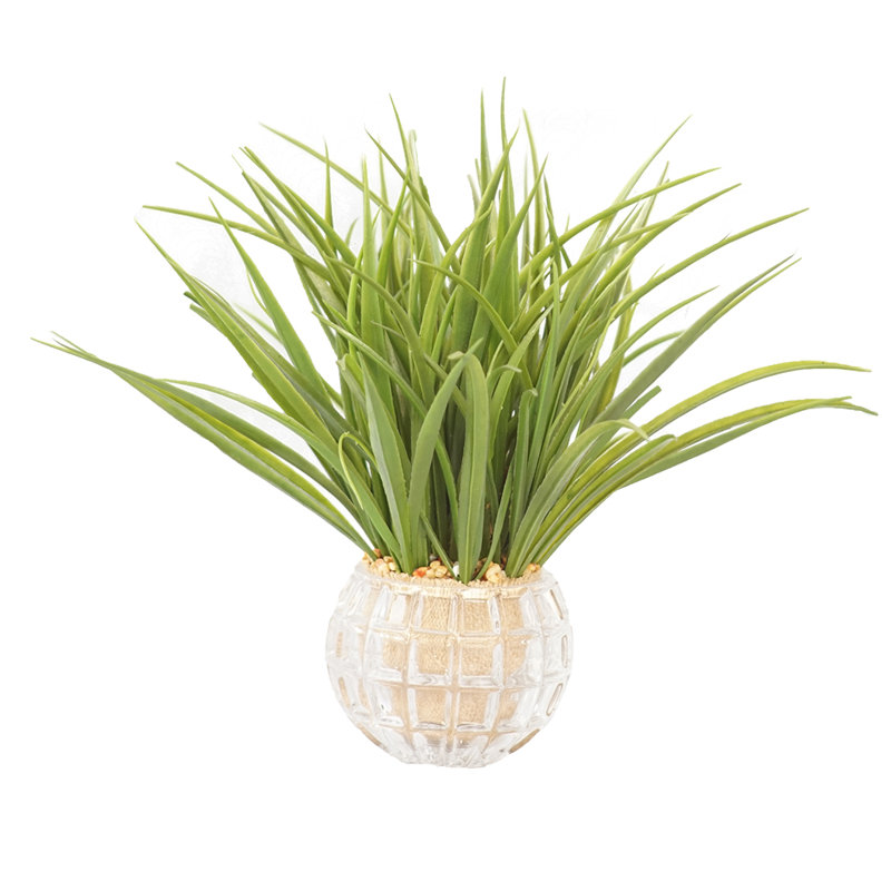 Herbe de bureau en vase décoratif oignon