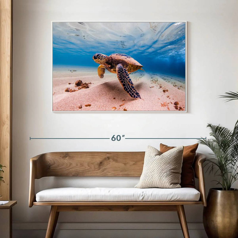 Sandy Turtle, 46" X 31", Floating Frame White