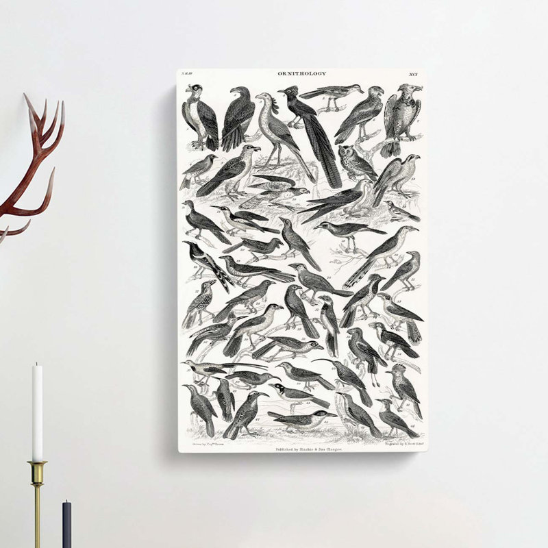 Ornithology Study Of Birds XCI by Oliver Goldsmith - Wrapped Canvas Print, 60cm H x 40cm W x 3cm D