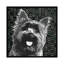 « yorkie », impression sur toile-31855491-73197991-73208694