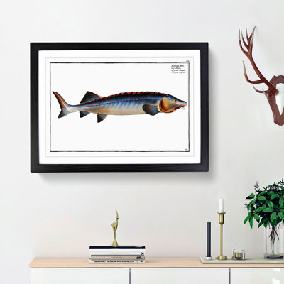 Great Sturgeon Fish by M.E. Bloch - Framed Print