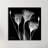 " Gentian White "-23604912