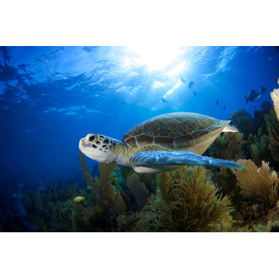 Sea Turtle - Wrapped Canvas Print