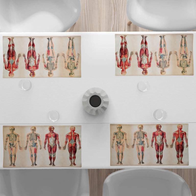 Récapitulatif 18,5" human anatomie