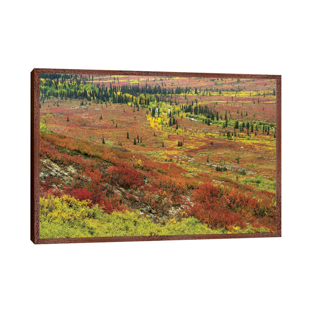 Autumn Tundra With Boreal Forest, Tombstone Territorial Park, Yukon Territory, Canada von Tim Fitzharris - Gallery-Wrapp...