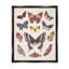 «Cottage Moths and Butterflies On Wood» par Diane Neukirch, impression-93846728-93852754