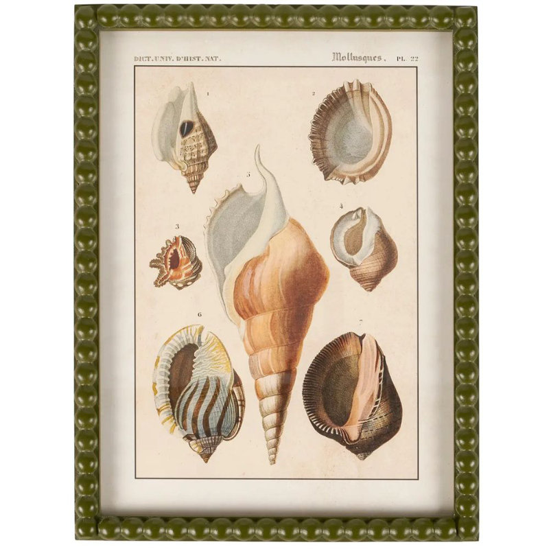 «Shell Study», art mural encadré