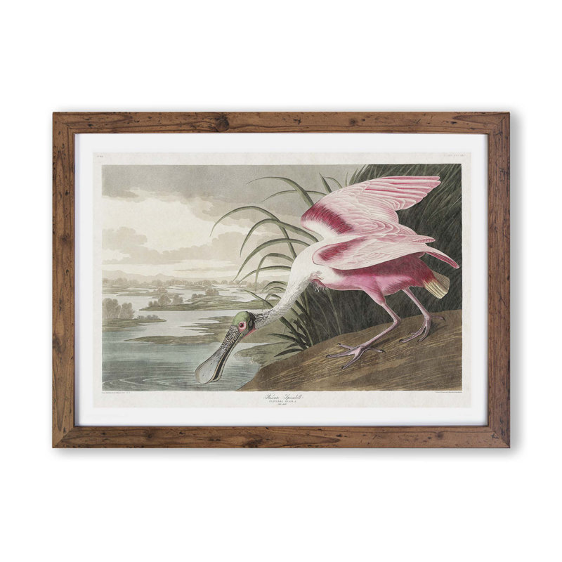 Roseate Spoonbill by John James Audubon - Framed Print, 33cm H x 45cm W x 2cm D, Walnut