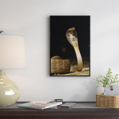 " Spectacled Cobra With Hood Flared "