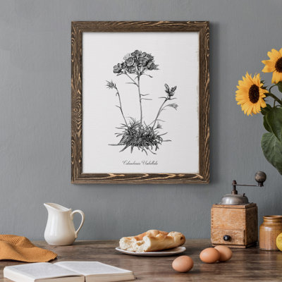 " Simply Caladrinia " Painting Print