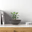 Haven Pot Planter-72249882-94984066