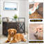 Dog House-1781099685