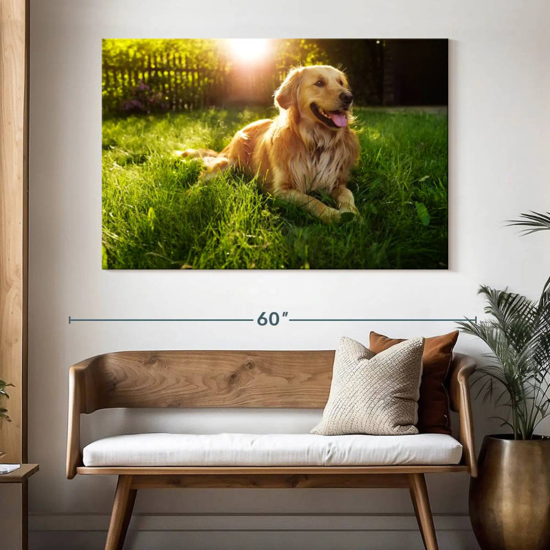 Golden retriever Brampt ensoleillé, H 34 po x l 51 po