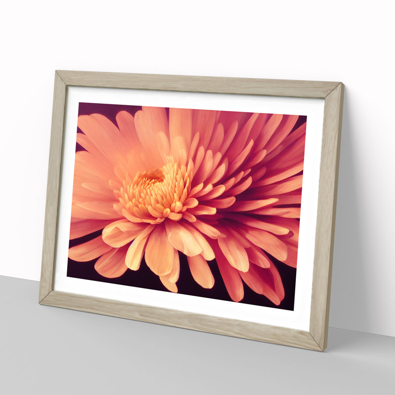 Gorgeous Chrysanthemum Flower 1 Piece Single Picture Frame Wall Art, 25cm H x 34cm W x 2cm D, Oak Framed
