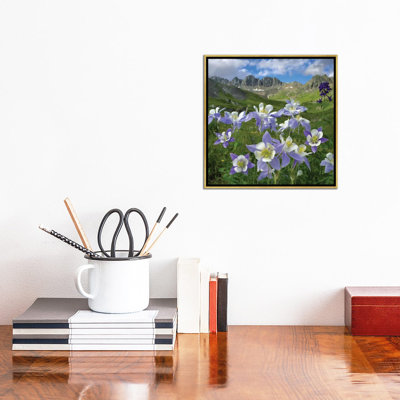" Colorado Blue Columbine Meadow At American Basin, Colorado " by Tim Fitzharris