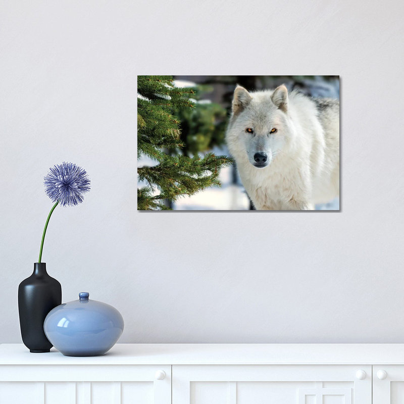 White Wolf by David Gardiner - Wrapped Canvas Print, 30.48cm H x  45.72cm W
