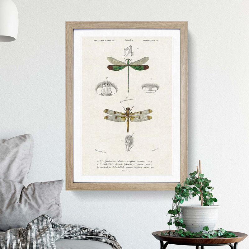 Dragonfly Illustrations PL. L by Charles d' Orbigny - Picture Frame Painting Print, 65cm H x 48cm W x 2cm D, Oak Framed