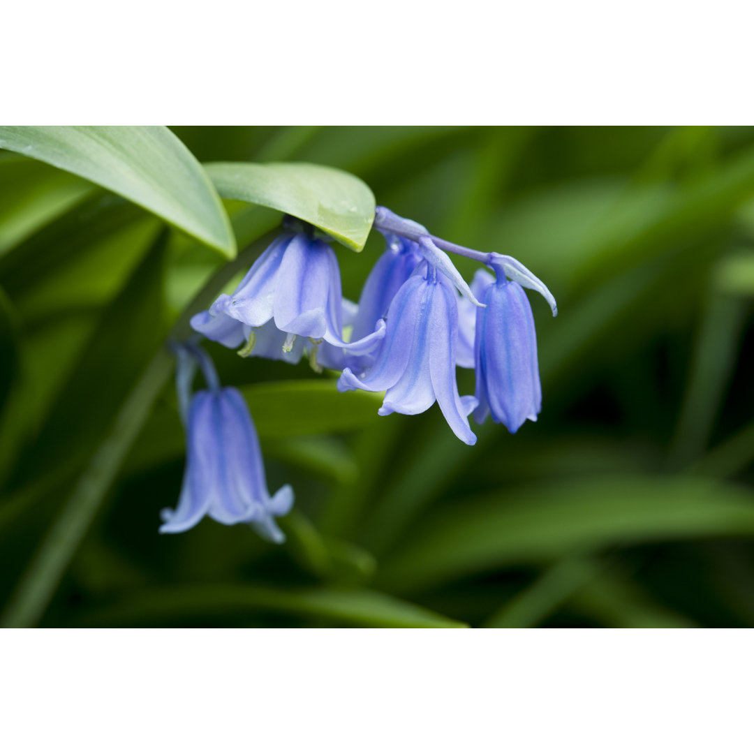 Bluebells von Andrew Linscott - Druck auf Leinwand ohne Rahmen