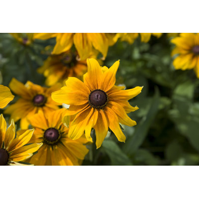 Black-Eyed Susan by Ayimages