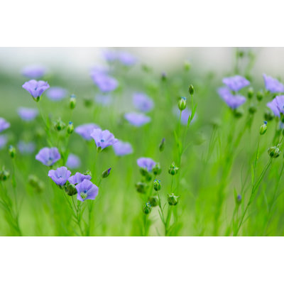 " Flowers Of Flax " by Flibustier