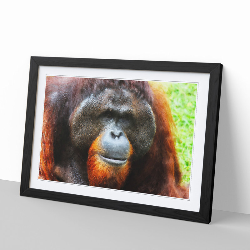 Orangutan Monkey Vol.1 - Framed Print, 27cm H x 36cm W x 2cm D, Black Framed
